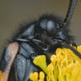 Mylabris variabilis